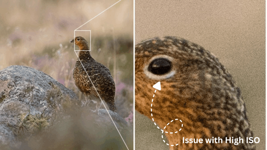 Mistake #2 - Not Checking Your ISO Settings